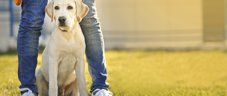 chien